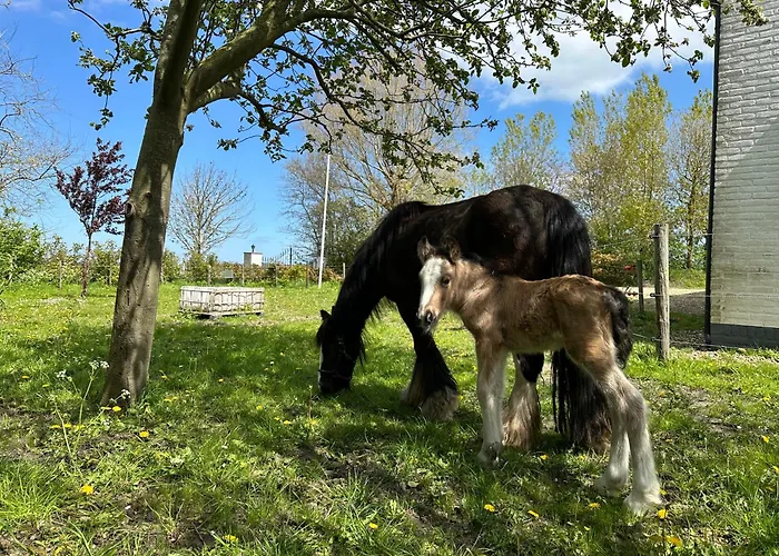 Het Tinkerparadijs, Paarden, Rust En Ruimte.