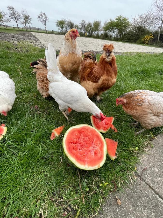 Het Tinkerparadijs, Paarden, Rust En Ruimte. *